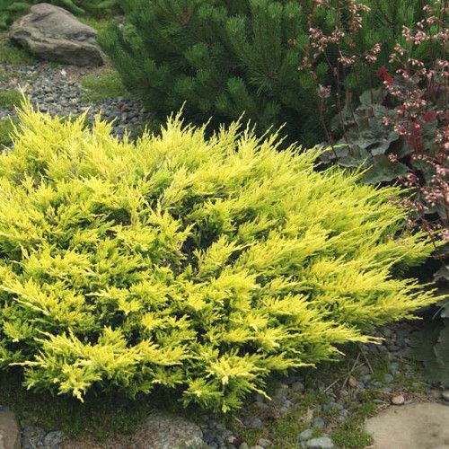 Ienupar galben lime - Juniperus Horizontalis Limeglow