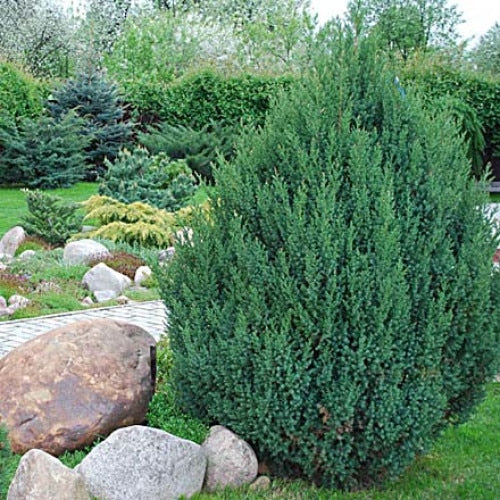 Ienupăr Stricta - Juniperus Chinensis Stricta