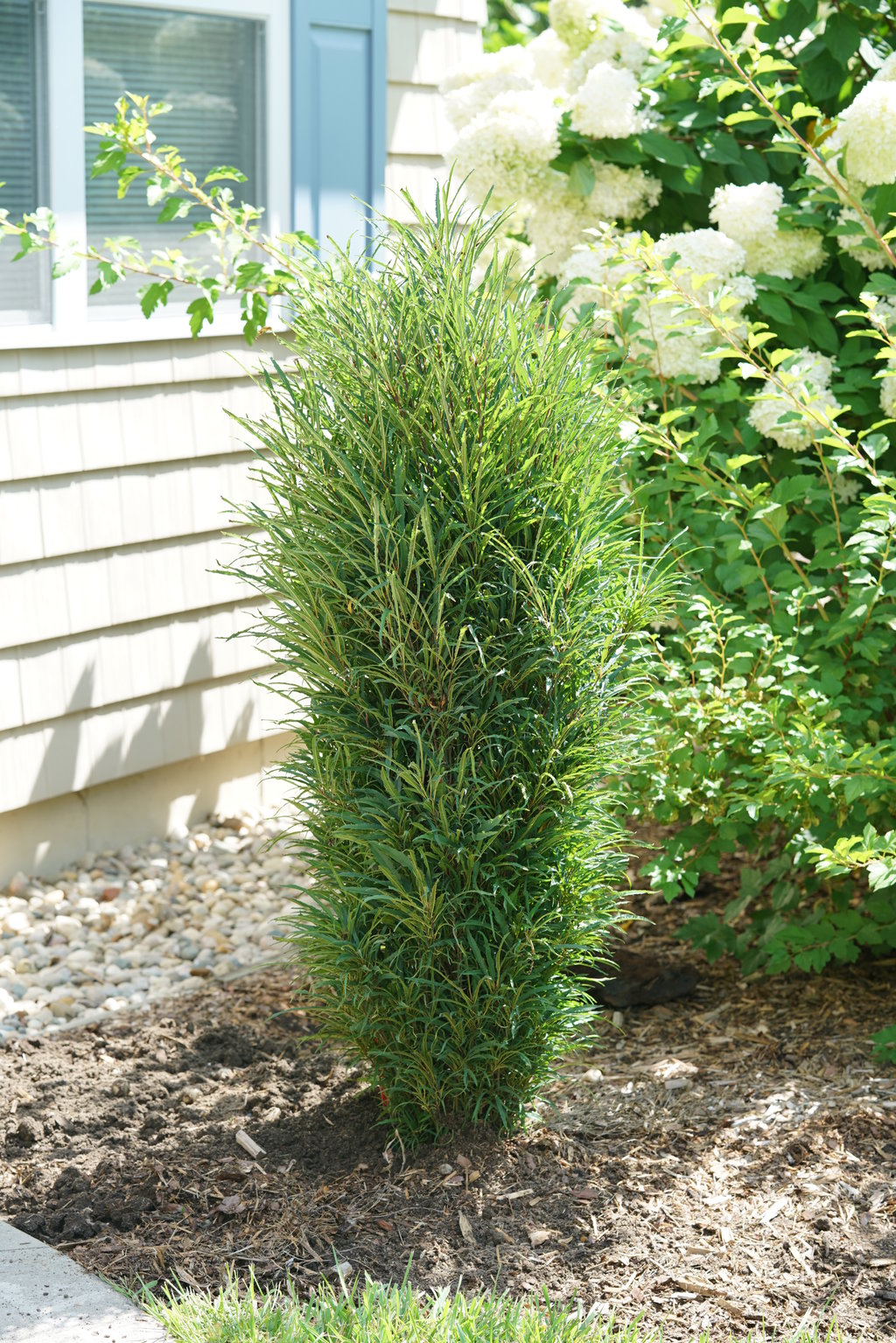 Frângula Fine Line - Rhamnus Frangula 'Fine Line'