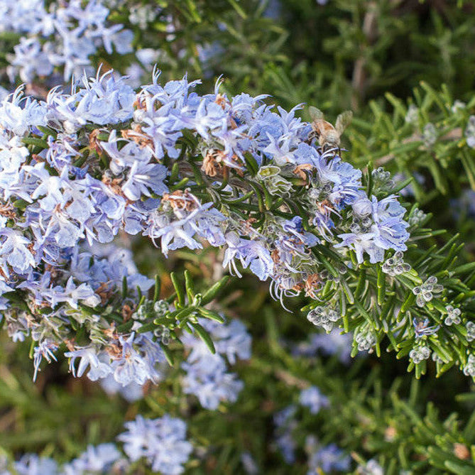 Rozmarin Târâtor Prostratus - Rosmarinus Rep. ”Prostratus”