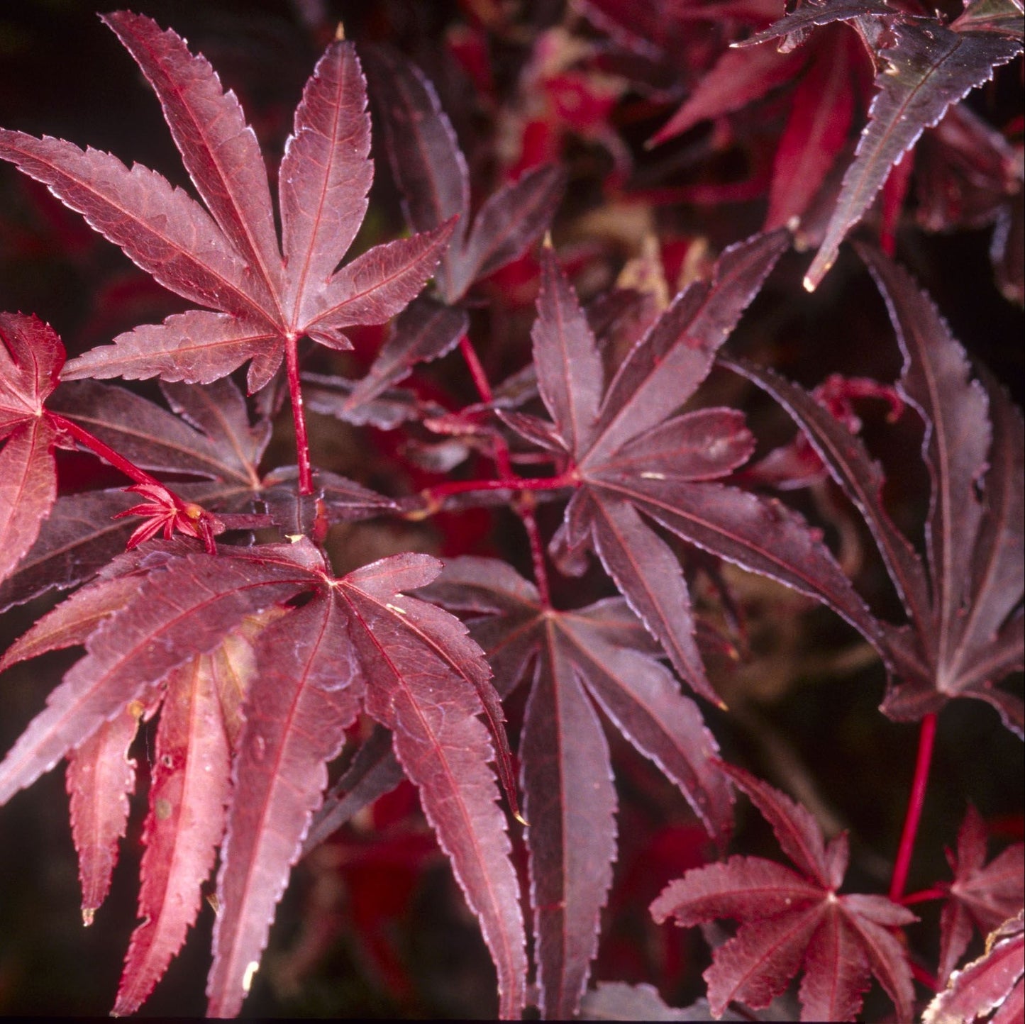 Arțar Japonez Skeeters - Acer Palmatum Skeeters Broom