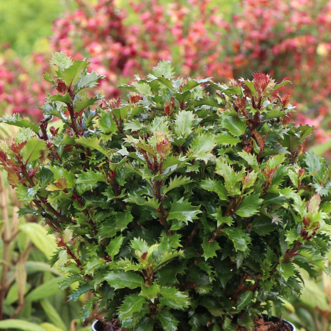 Cimișir Spințos Little Rascal - Ilex Little Rascal