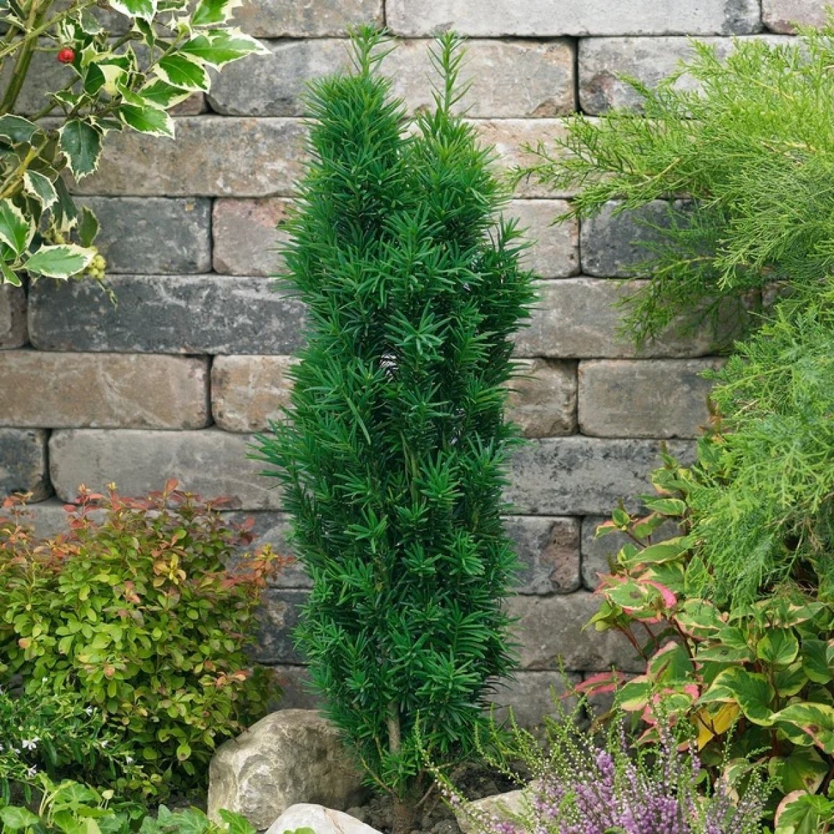 Tis Columnar Robusta - Taxus Baccata Fast. Robusta