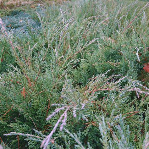 Juniperus virginiana 'Hetz' - Ienupar de Virginia