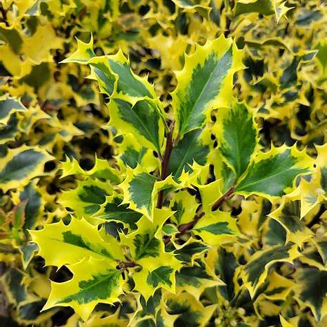 Ilex meserveae 'Golden Angel' – Dafin decorativ galben 'Golden Angel'