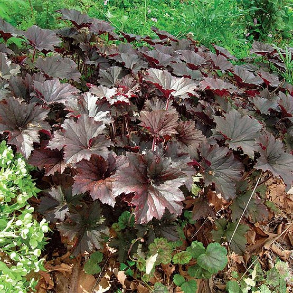 Clopoței De Coral Palace Purple - Heuchera Mic. Palace Purple