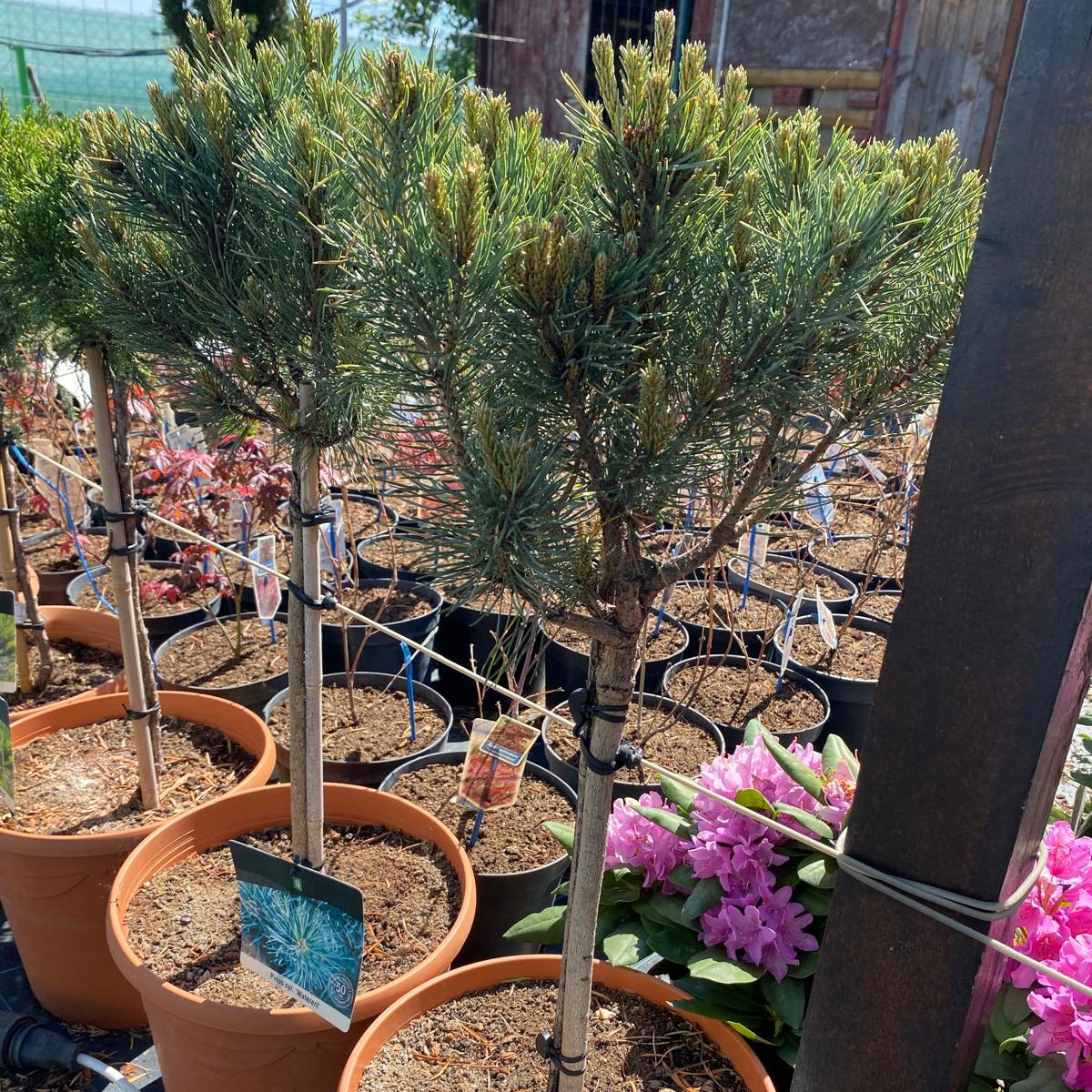 Pinus sylvestris Watereri altoit pe picior