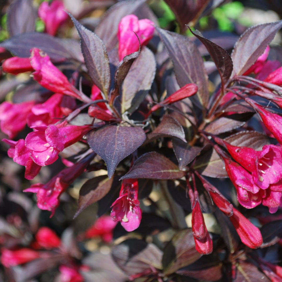 Weigela Alexandra - Weigela Florida Alexandra