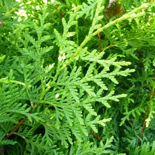 Cele mai potrivite plante pentru gard viu