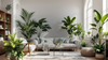 Plante de Interior