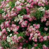 Spirea Genpei - Spiraea Japonica 'Genpei'