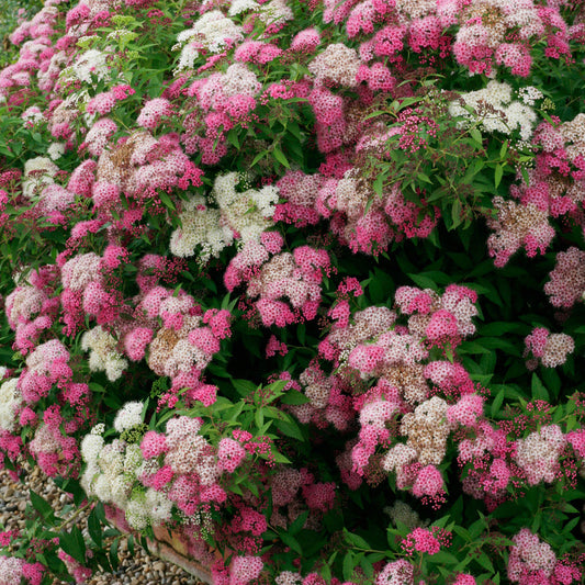 Spirea Genpei - Spiraea Japonica 'Genpei'