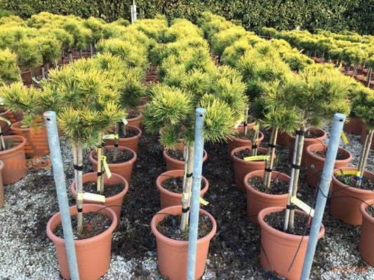 Pinus mugo 'Carstens Wintergold' altoit pe picior