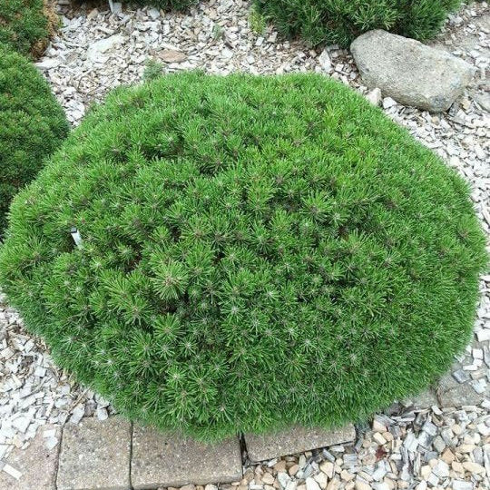 Pin Pitic Mughus - Pinus Mugo Mughus