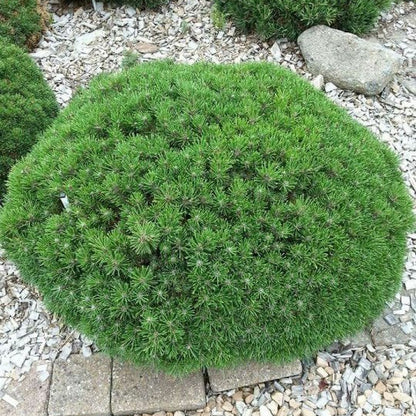 Pin Pitic Mughus - Pinus Mugo Mughus