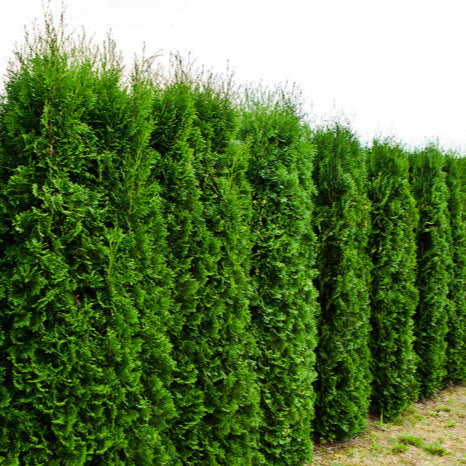 Tuia Brabant - Thuja Occidentalis Brabant