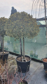 Ilex meserveae 'Golden Angel' – Dafin decorativ galben 'Golden Angel'