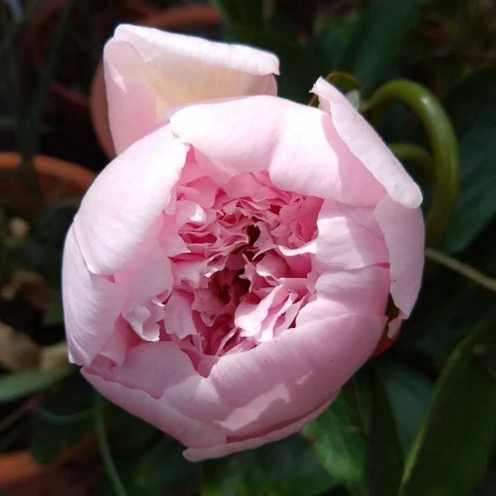 Bujor Peche - Paeonia Lact. 'Peche'