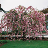 Cireș Japonez Kiku-Shidare-Sakura - Prunus Serr. 'Kiku-Shidare-Sakura' - Pe Picior