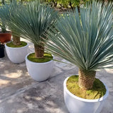 Yucca Albastră - Yucca Rostrata BLUE and BLUE