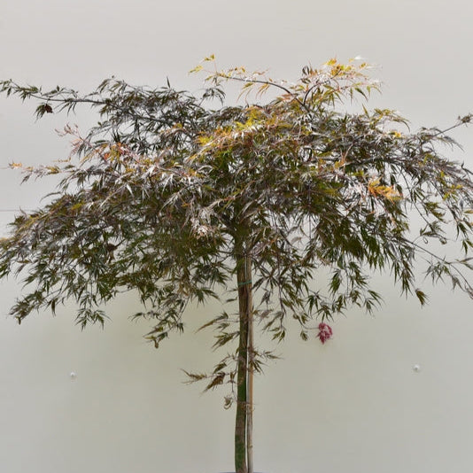 Acer pal. 'Inaba-shidare'