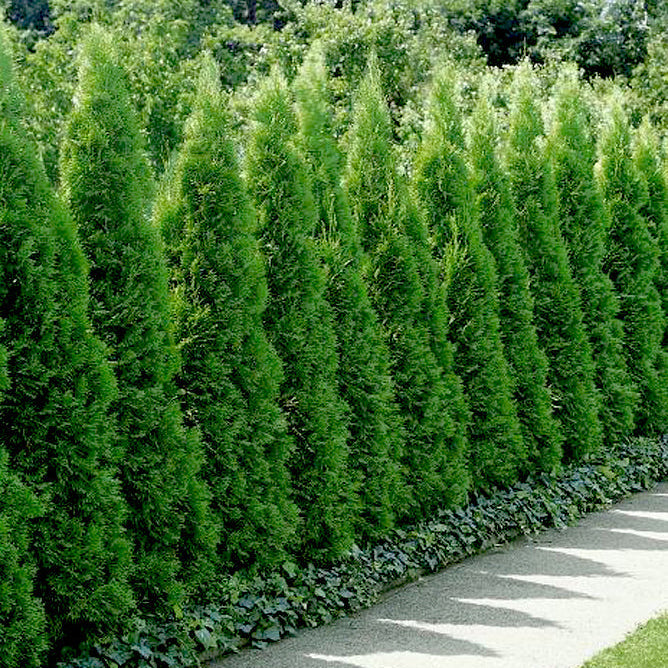Tuia Smaragd - Thuja Occidentalis Smaragd