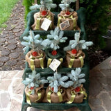 Molid Argintiu Hoopsii - Picea Pungens Hoopsii