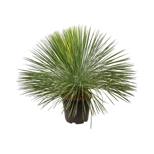 Yucca Filamentosa  Linearifolia