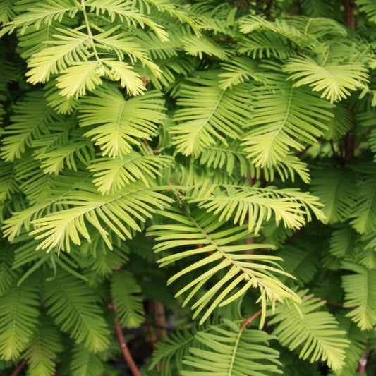 Metasequoia Chubby - Metasequoia Glypt. Chubby