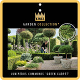 Juniperus comm. 'Green Carpet'