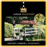 Juniperus comm. 'Goldschatz'