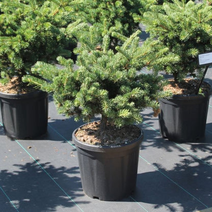 Picea pungens 'Lucky Strike' * (Precomanda)