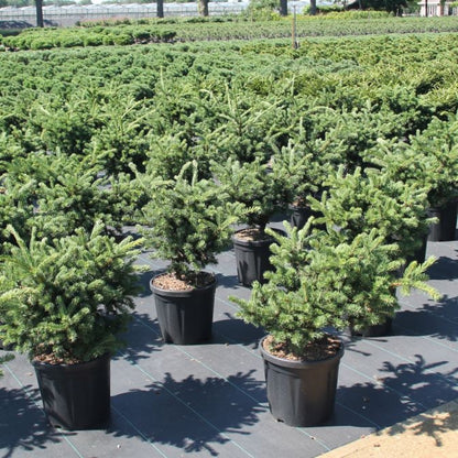 Picea pungens 'Lucky Strike' * (Precomanda)
