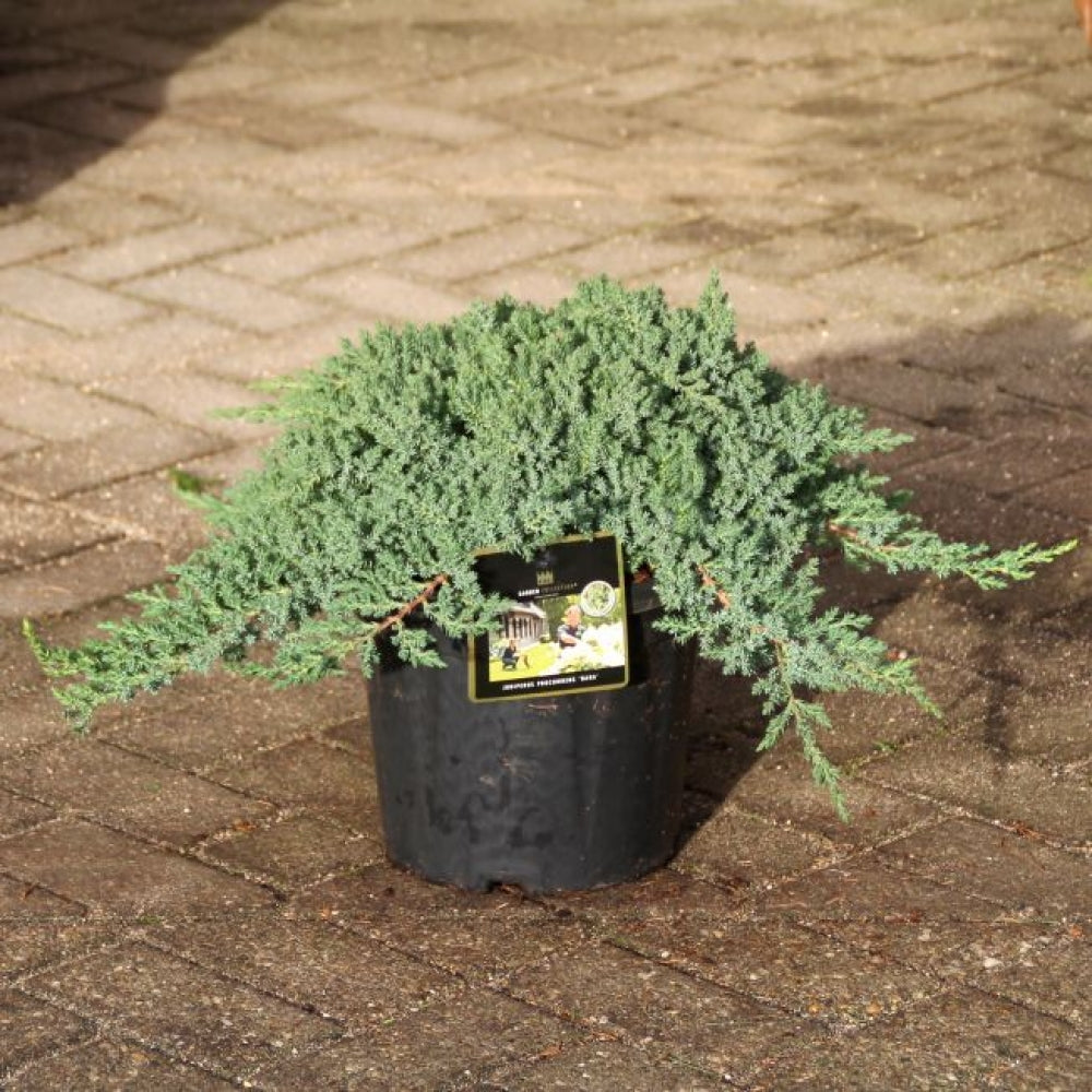 Juniperus procumbens 'Nana' Premium  (Precomanda)