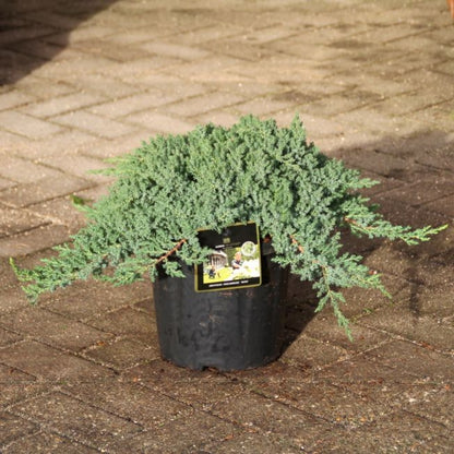 Juniperus procumbens 'Nana' Premium  (Precomanda)