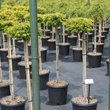 Chamaecyparis obt. 'Gitte'