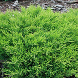 Ienupar verde compact - Juniperus Horizontalis Andorra Compacta
