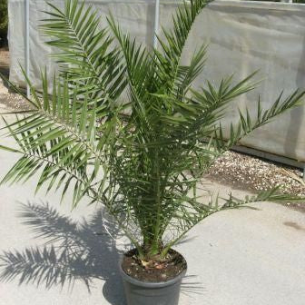 Phoenix canariensis – Palmier de Canare