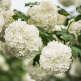 Călin Roseum - Viburnum Opulus Roseum