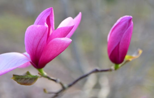 Magnolia Susan  pink (Precomanda)