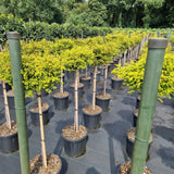 Chamaecyparis obt. 'Gitte'