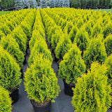 Thuja occ. 'Golden Smaragd'