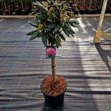 KONIMG:A69B37F36443
