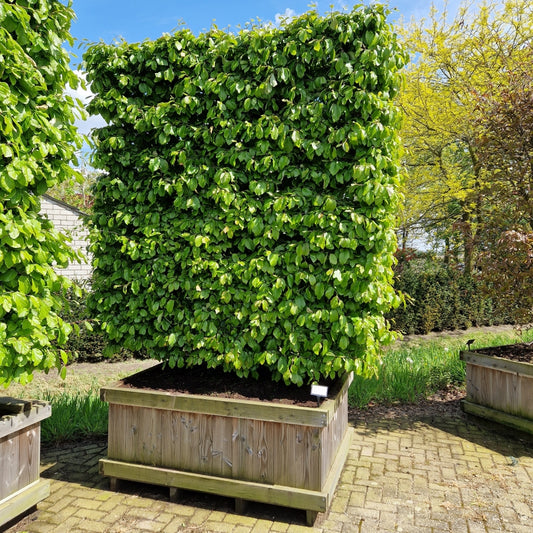 Parrotia persica 'Persian Spire' (Precomanda)