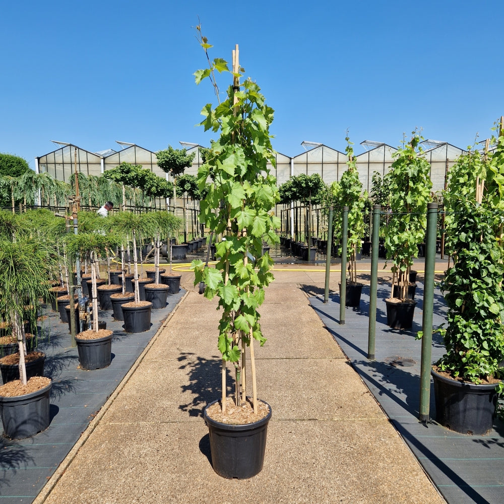Vitis 'Bianca' (Precomanda)