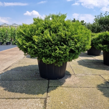 Thujopsis dolabrata 'Nana'