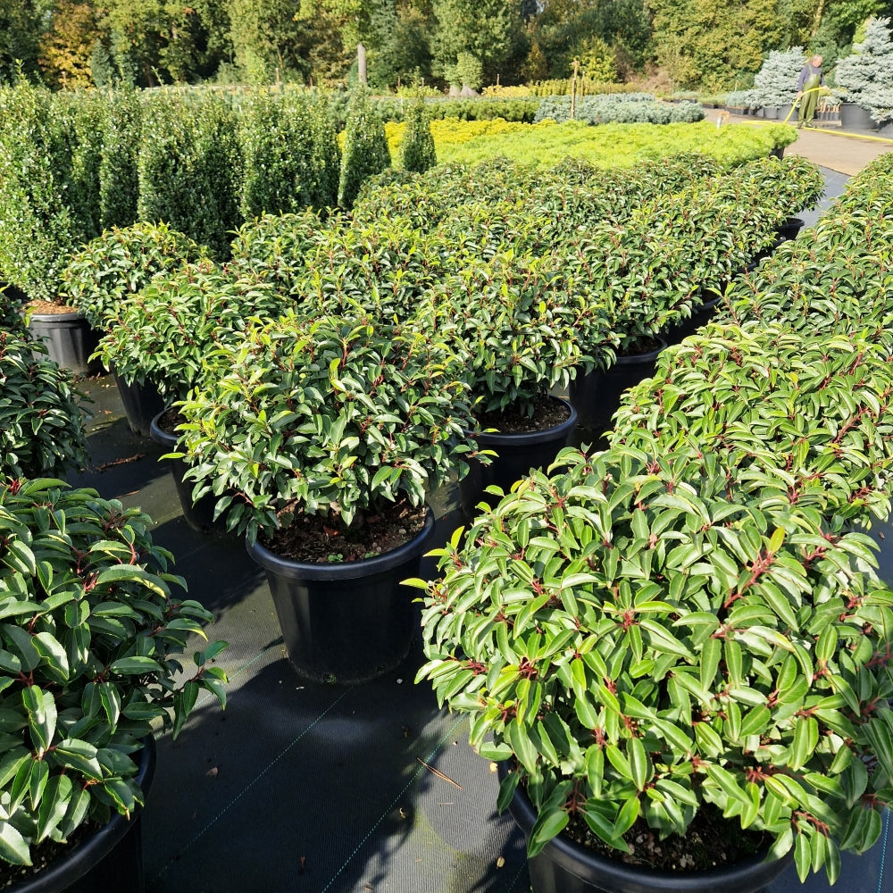 Prunus lusitanica 'Angustifolia (Precomanda)