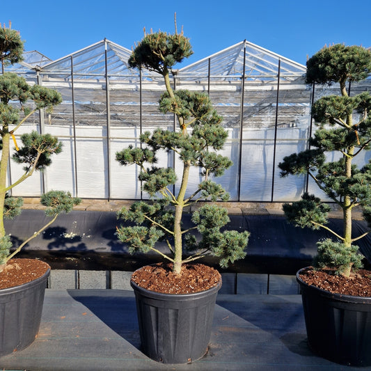 Pinus parviflora 'Saphir'     (Precomanda)
