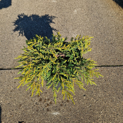 Juniperus comm. 'Goldschatz'  (Precomanda)