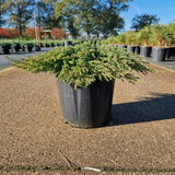 Juniperus comm. 'Green Carpet'